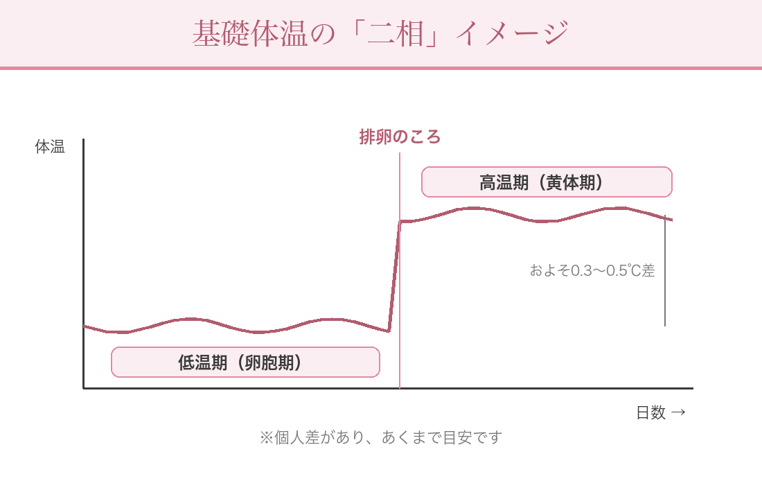 基礎体温の低温期・高温期を示す二相グラフ