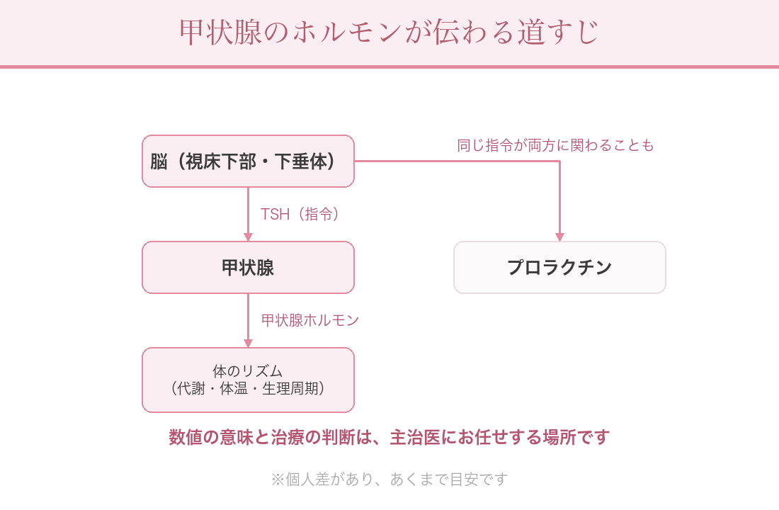 甲状腺のホルモンが伝わる道すじの図解