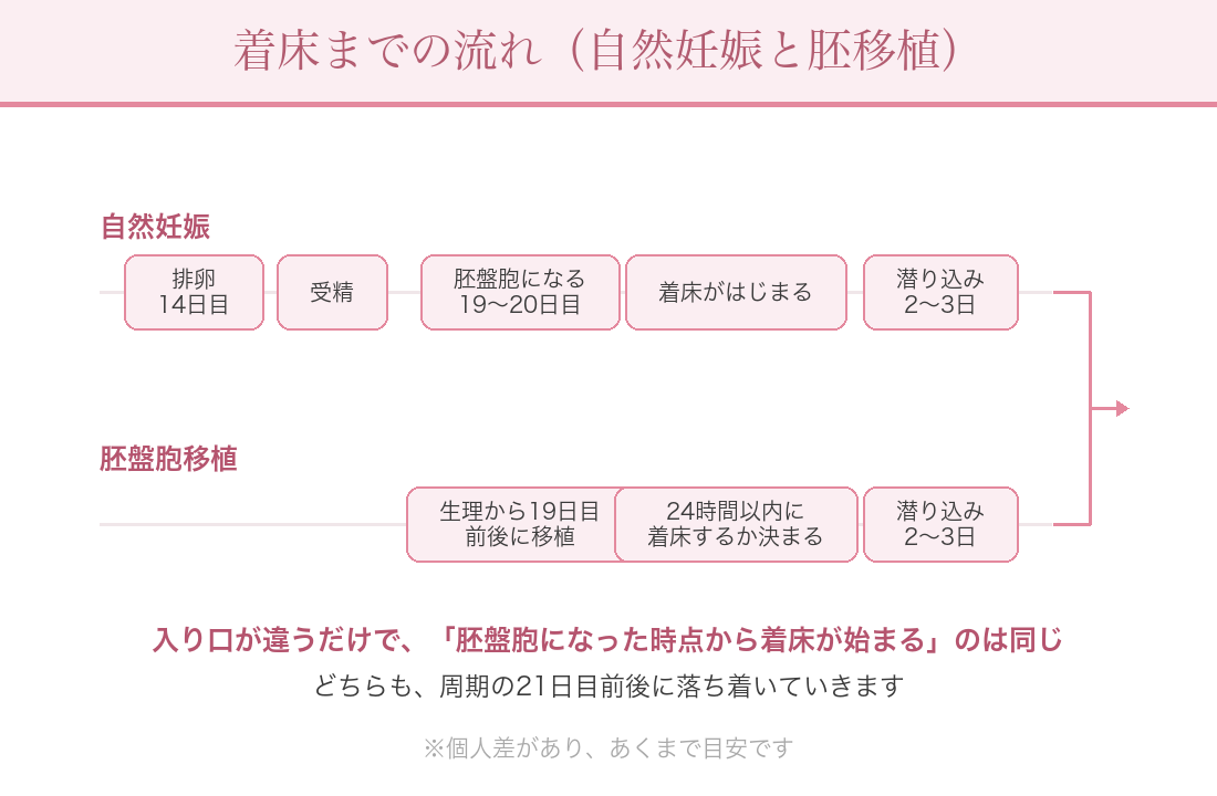 着床までの流れ（自然妊娠と胚移植）の図解